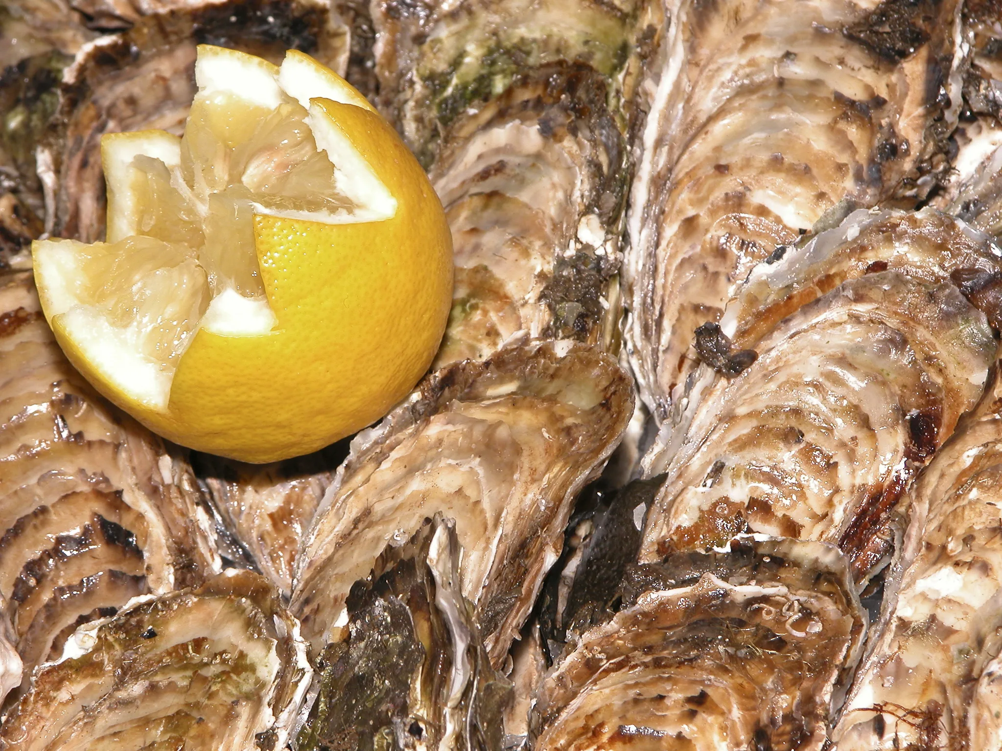 Plateau d'huîtres de Bouzigues avec citron sur une table face à l'étang de Thau
