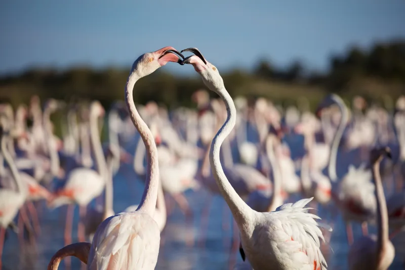 Flamants roses en vol au-dessus de la Camargue