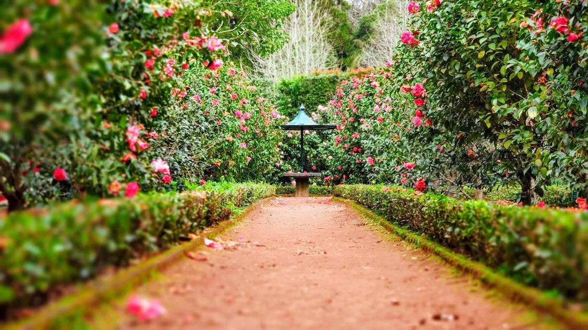 Allée ombragée dans un jardin méditerranéen de l'Hérault