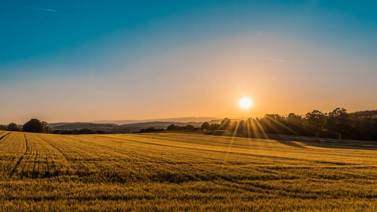 Paysage de vignes sous le soleil dans l'Hérault