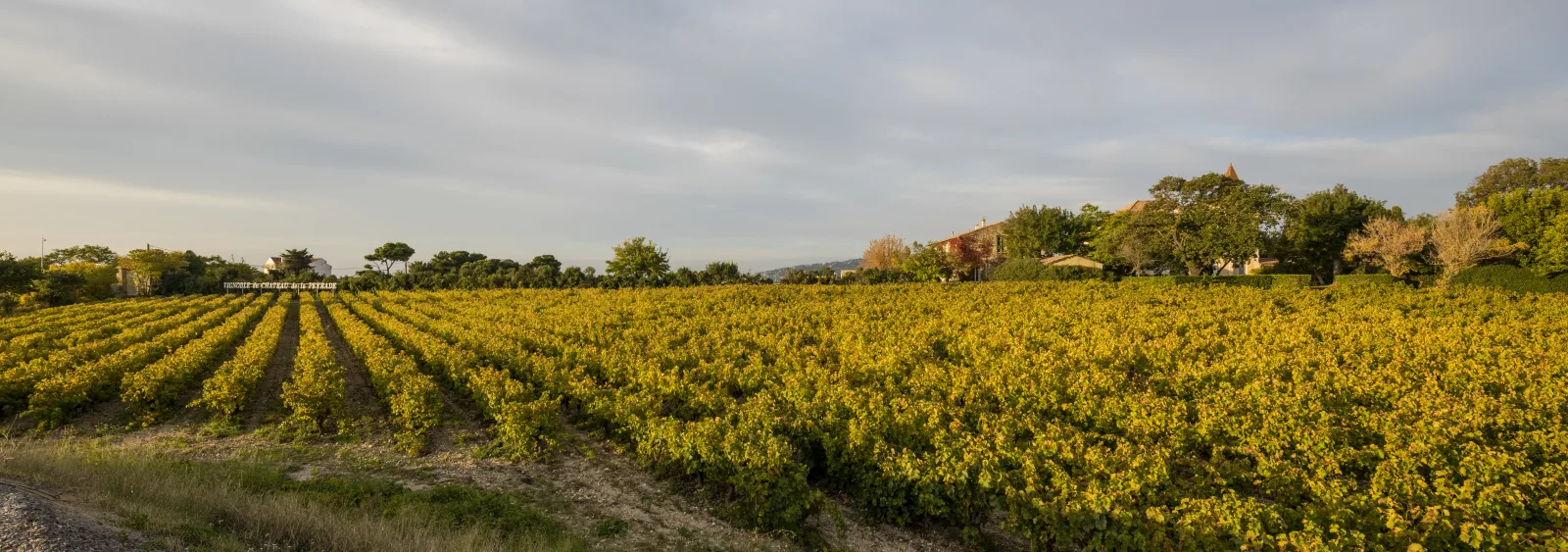 Vignobles du Château de La Peyrade à Frontignan, appellation Muscat